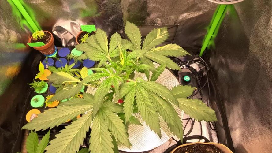 Dutch Passion Growing Competition 2025 (Banana Blaze)