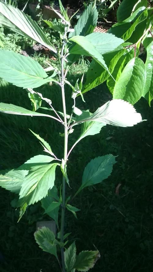 Variegated Delight (Male Outdoor)