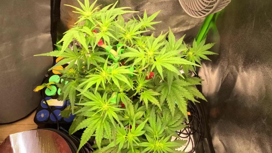 Dutch Passion Growing Competition 2025 (Banana Blaze)