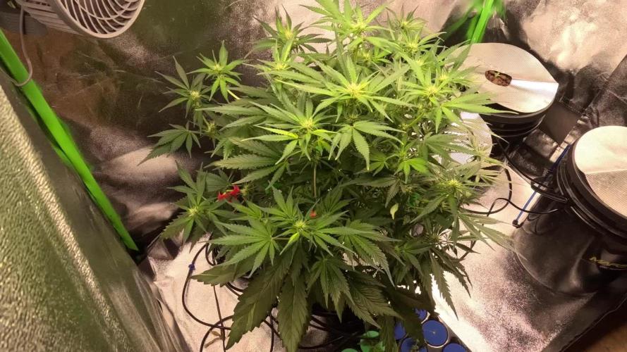 Dutch Passion Growing Competition 2025 (Banana Blaze)