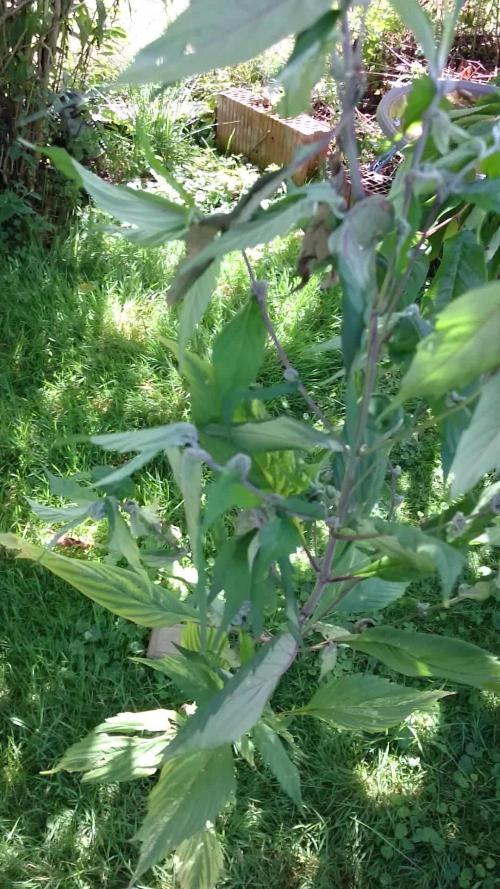 Variegated Delight (Male Outdoor)