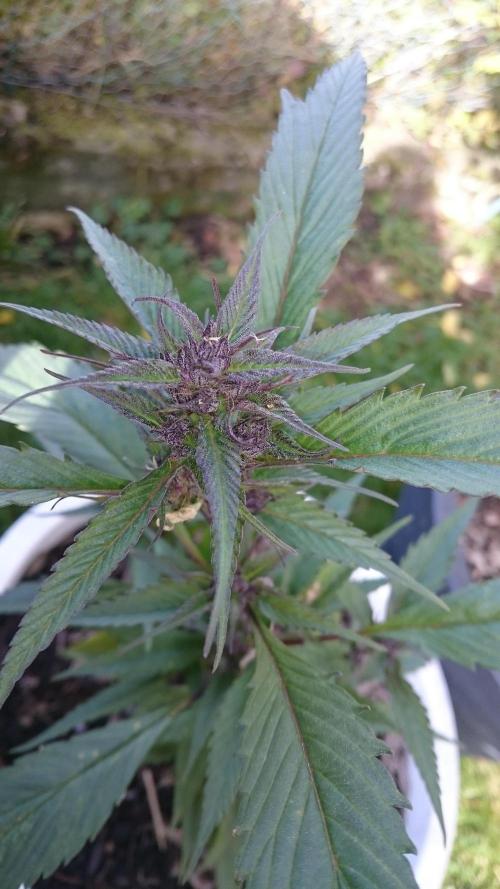 Lady Apanii. Week 16