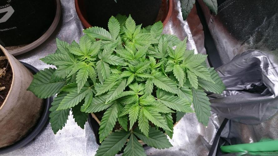 BagseedBloodDragon. Week 3 - 31