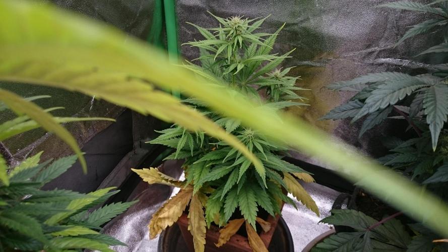 Lady Kayly. Week 5 - 50