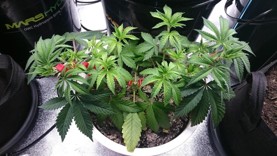 Lady Livia Vi. Week 4 - 47