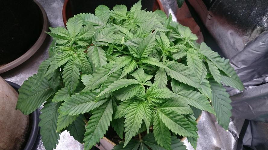 BagseedBloodDragon. Week 3 - 32