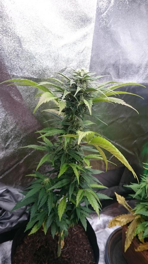 Lady Marinka Alis. Week 9