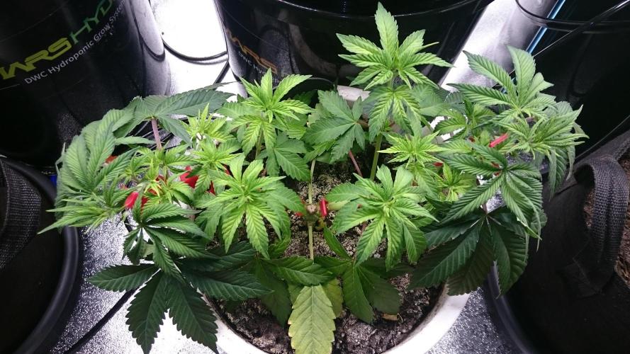 Lady Livia Vi. Week 4 - 48