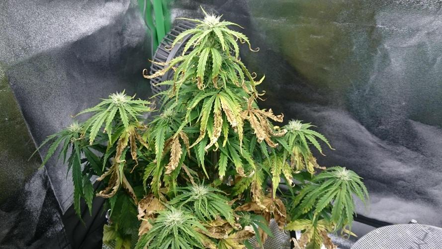 Lady Fatemah. Week 5 - 52