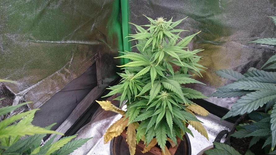 Lady Kayly. Week 5 - 51