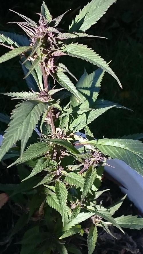 Lady Apanii. Week 16