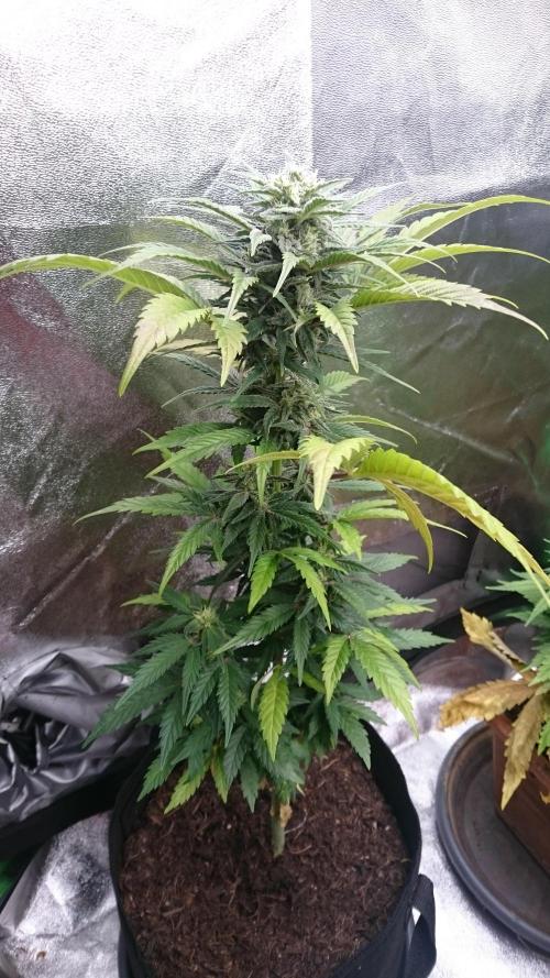 Lady Marinka Alis. Week 9