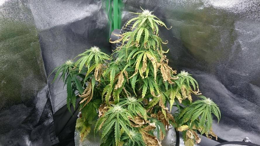 Lady Fatemah. Week 5 - 53