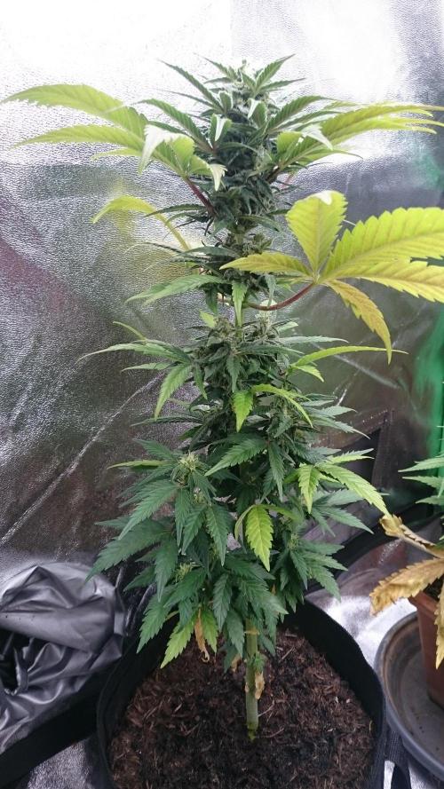 Lady Marinka Alis. Week 10