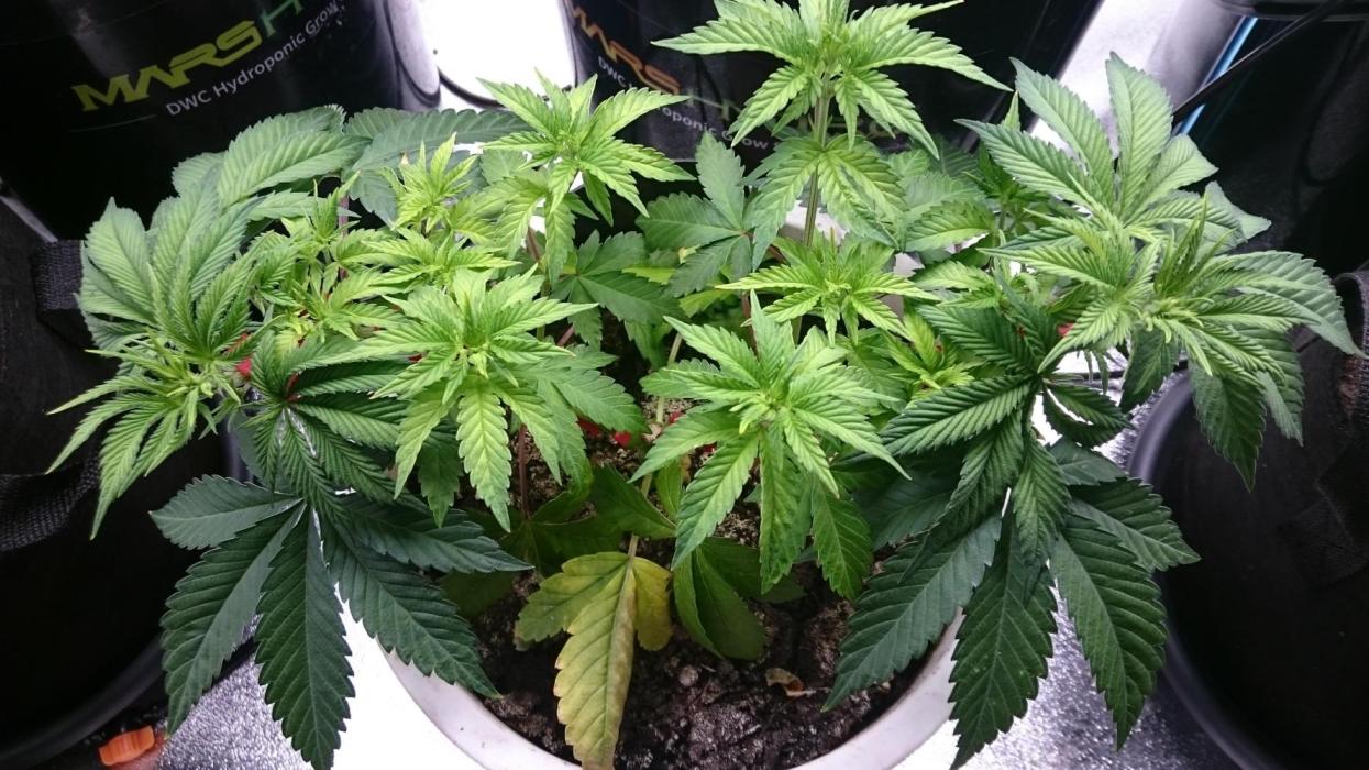 Lady Livia Vi. Week 5 - 50