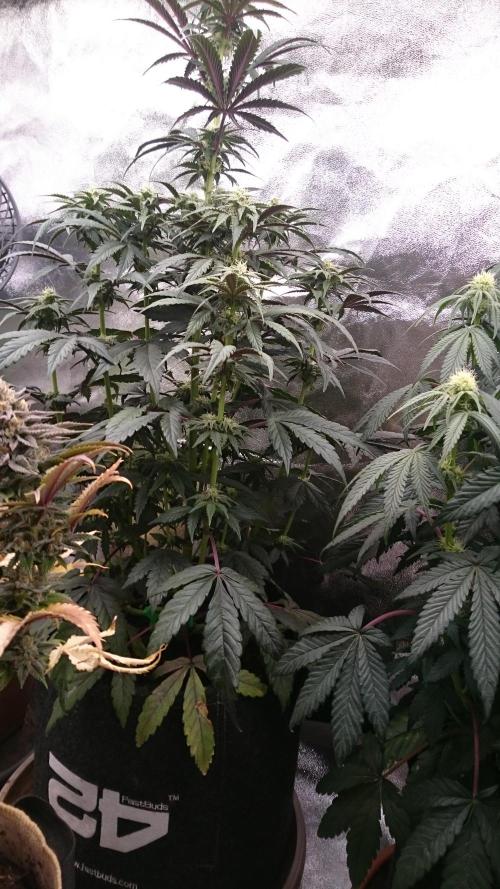 Lady  Mariann. Week 6 - 68