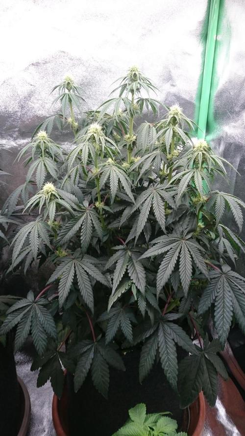 Lady Puja. Week 5 - 58