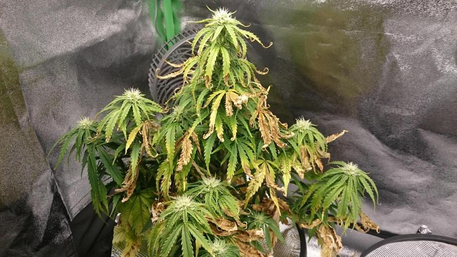 Lady Fatemah. Week 5 - 54