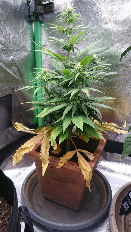 Lady Kayly. Week 5 - 53