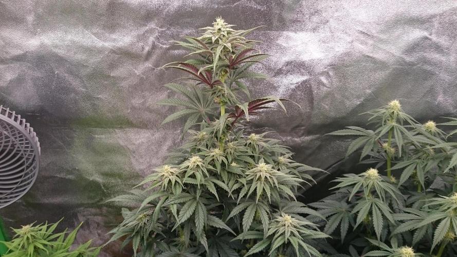 Lady  Mariann. Week 6 - 69