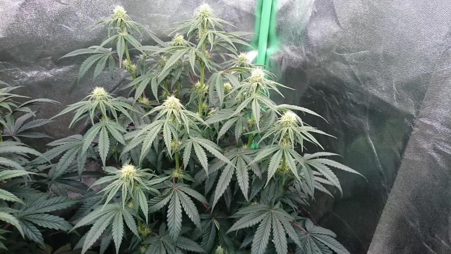 Lady Puja. Week 5 - 59