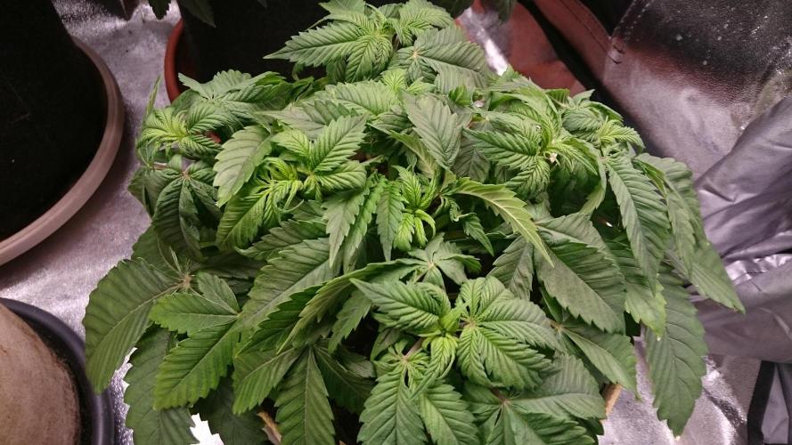 BagseedBloodDragon. Week 3 - 36