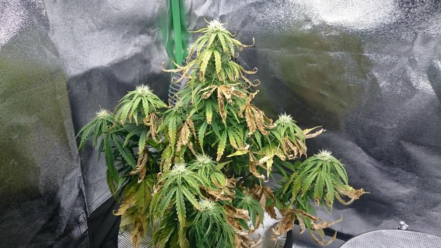 Lady Fatemah. Week 5 - 55