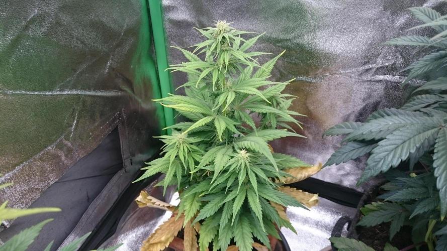 Lady Kayly. Week 5 - 54