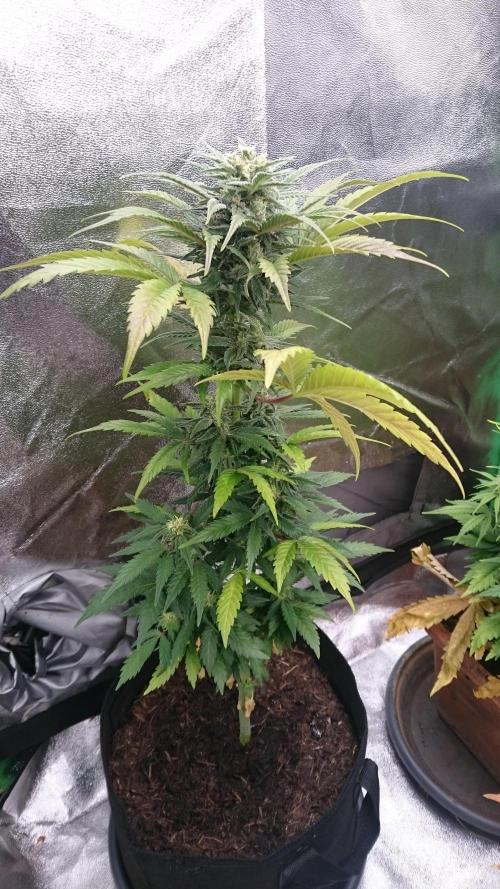 Lady Marinka Alis. Week 10