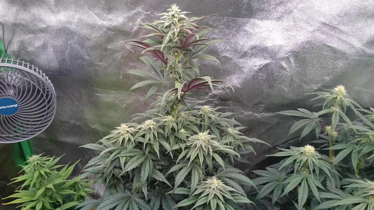 Lady  Mariann. Week 7 - 70