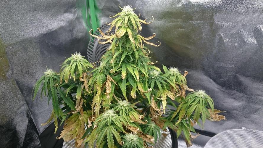 Lady Fatemah. Week 5 - 56