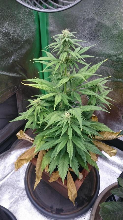 Lady Kayly. Week 5 - 55