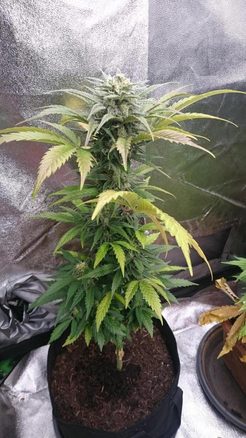 Lady Marinka Alis. Week 10