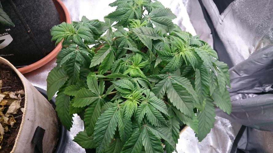 BagseedBloodDragon. Week 3 - 38