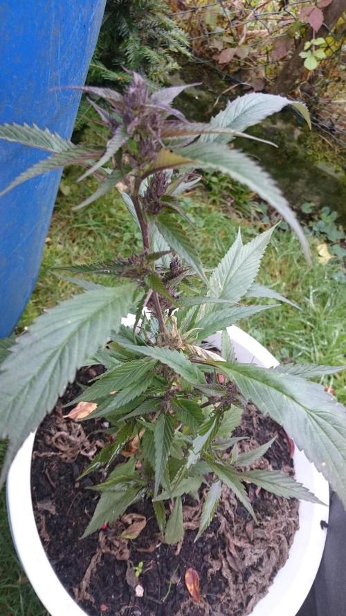 Lady Apanii. Week 17