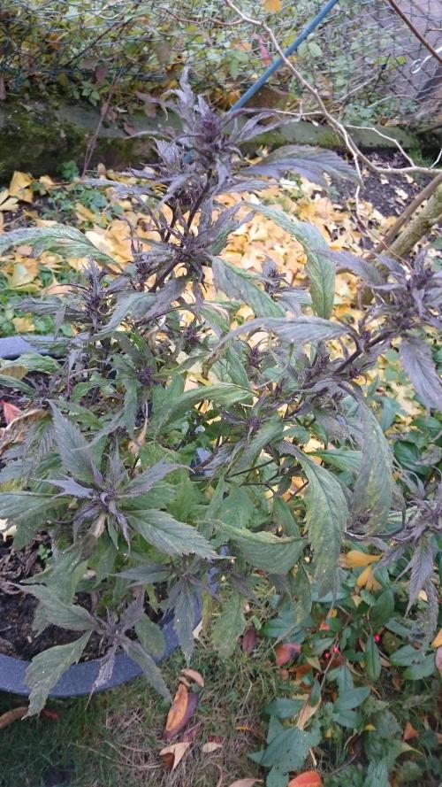 Lady Polyxene. Week 24