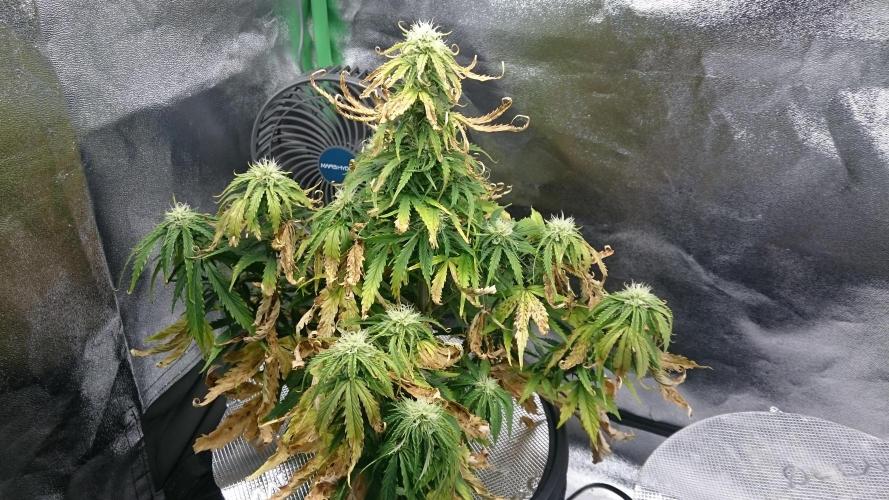 Lady Fatemah. Week 5 - 57