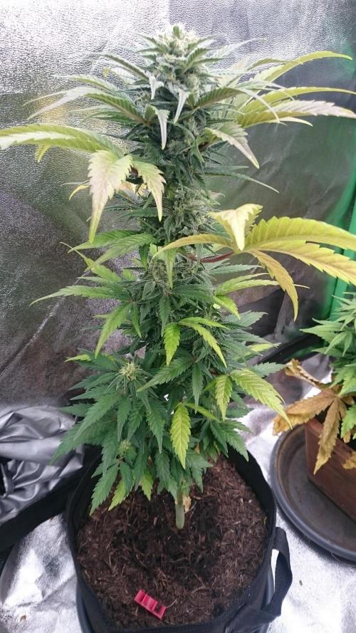 Lady Marinka Alis. Week 10