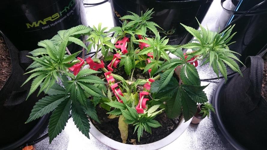 Lady Livia Vi. Week 5 - 54