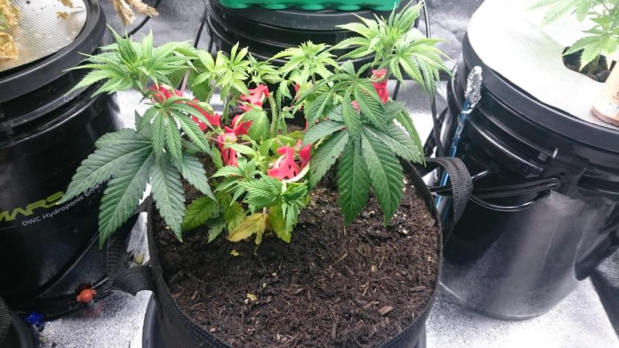 Lady Livia Vi. Week 5 - 54