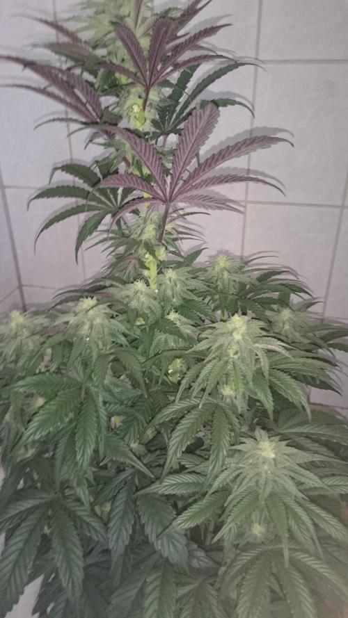 Lady  Mariann. Week 8