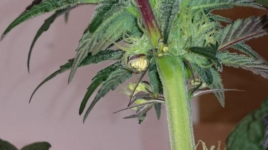 Lady  Mariann. Week 8