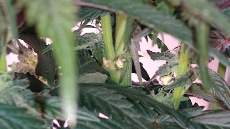 Lady  Mariann. Week 8