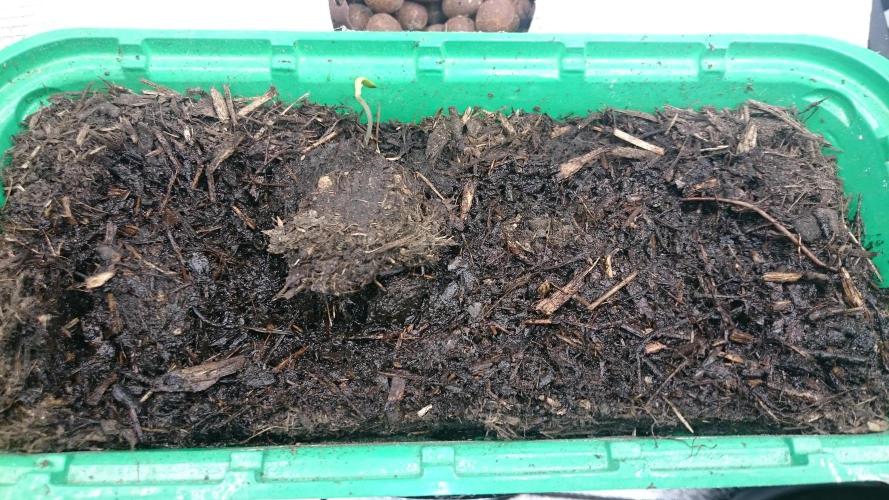 Bunch of Fern. Week 0 - 8