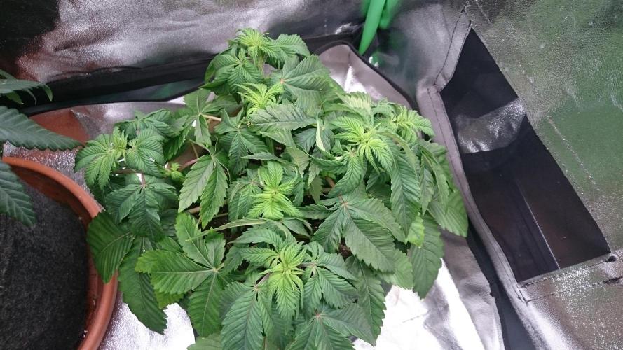 BagseedBloodDragon. Week 3 - 39