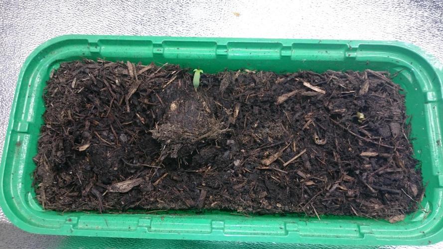 Bunch of Fern. Week 0 - 9