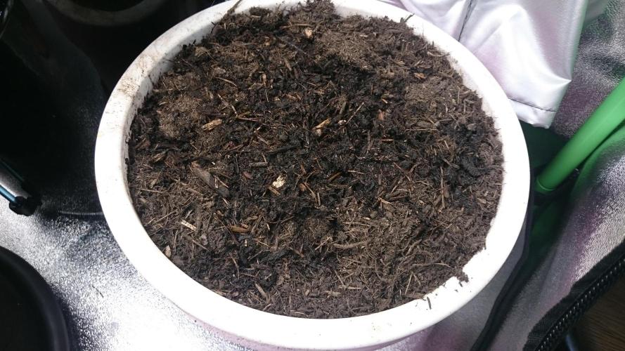 Bagseed BloodDragon lastone. Week 0 - 1