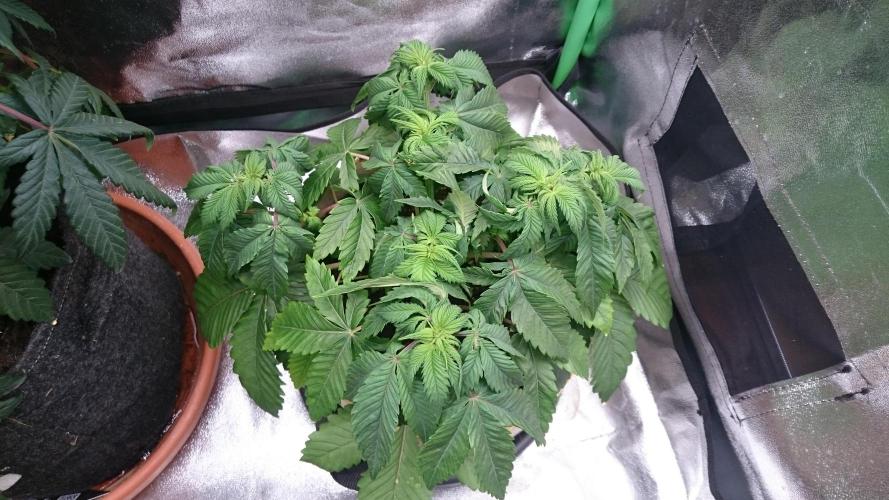 BagseedBloodDragon. Week 4 - 40