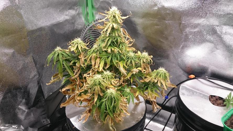 Lady Fatemah. Week 5 - 58