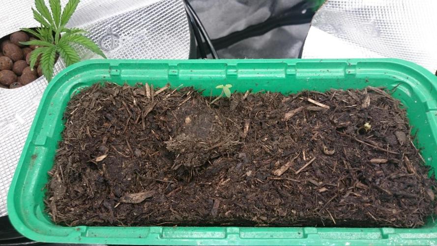 Bunch of Fern. Week 0 - 10